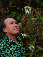 Patrick Blanc observing the inflorescences of Lobelia nicotianifolia