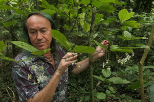 Patrick Blanc observing the infloresences of Clerodendrum nutans (not C. laevifolium, syn.C. wallichii), Macleod Is.,Tanintharyi, Myanmar, Jan. 2018
