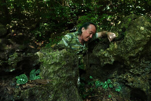 Patrick Blanc observing the jewel design on the leaves of an exceptional form of Epithema saxatile, Chumphon, Thailand, March 2022