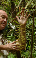 Patrick Blanc observing the large dangling inflorescence of an Ampelocissus, Harau valley, West Sumatra, Dec. 2016