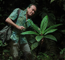 Patrick Blanc observing the large leaved pseudo monocaulous Piper spoliatum, the lateral sympodial stems producing only one leaf and one inflorescence , Mashpi FR, Pichincha, Ecuador, Aug. 2021