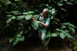 Patrick Blanc observing the large leaves of a Drymonia close to Drymonia macrophylla,  Mashpi FR, Pichincha, Ecuador, Aug. 2021
