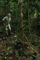 Patrick Blanc observing the large twining woody stem issued from a huge tuberous base in Stephania venosa, Kaeng Krachan NP, Thailand, March 2022