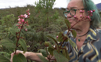 Patrick Blanc observing the lax inflorescences of Poikilogyne arfakensis, the loose form, Anggi Lakes, Arfak Mts, West Papua, May 2025jpg