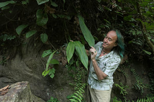Patrick Blanc observing the leaves of a Tupistra species, Nam Ta waterfall, Ba Be, Vietnam, Nov. 2017