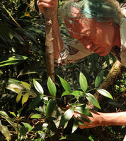 Patrick Blanc observing the leaves of a young Agathis kinabaluensis, Mt Kinabalu, Sabah, Borneo, Aug. 2018