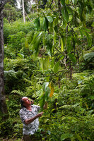 Patrick Blanc observing the leaves of Epipremnum ceramense, Waimital, Kairatu, Seram, Moluccas, April 2024