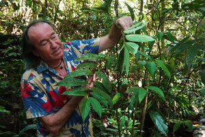 Patrick Blanc observing the leaves of Thottea siliquosa, Kitulgala, Sri Lanka, Nov. 2024