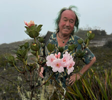 Patrick Blanc observing the light pink flowers of Rhododendron asperum in highland savanna, Anggi Lakes, 2300 m asl, Arfak Mts, West Papua, May 2025