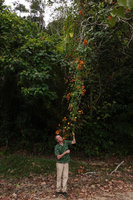 Patrick Blanc observing the long flowering hanging stems of Bauhinia bidentata at forest edge, Gunung Raya, Langkawi, Malaysia, Feb. 2019