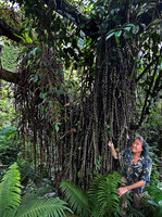 Patrick Blanc observing the long free hanging flagelliflorous shoots Ficus minahassae producing dense groups of tiny figs, Malaunay, 1000 m asl, Valencia, Negros Oriental, Philippines, Jan. 2025