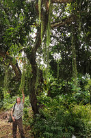 Patrick Blanc observing the long hanging curtains of the epiphytic Dischidia nummularia, Enrekang, South Sulawesi, June 2019