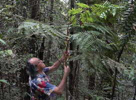 Patrick Blanc observing the long internodes of Alsophila acrostichoides, Horale, Seram, Moluccas, April 2024