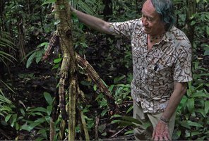 Patrick Blanc observing the longitudinally grooved stilt roots of Pandanus krauelianus, ech crest being spiny due to aborted lateral roots, Manusela NP, 300 m asl, Seram, Moluccas, April 2024