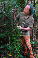 Patrick Blanc observing the long scrambling and decumbent frond of Hemionitis (syn. Pellaea) angulosa, Mantadia NP, Madagascar, Aug. 2024