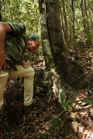Patrick Blanc observing the low epiphytic Orchid,Appendicula reflexa, Gunung Machinchang, Langkawi, Malaysia, Feb. 2019