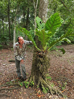 Patrick Blanc observing the matted root system of the low epiphyte Anthurium schlechtendalii, Tikal, Peten, Guatemala, Jan. 2020