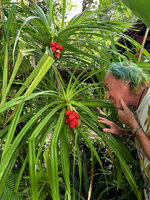 Patrick Blanc observing the mature bright red drupes of the Pandanus polycephalus cephaliums, Yenbeser, Waigeo, Raja Ampat, West Papua, May 2025