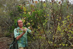Patrick Blanc observing the mature capsular fruits of the cotton Gossypium darwinii, way to Tortuga Bay, Santa Cruz, Galapagos, Aug. 2021