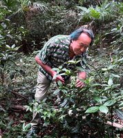 Patrick Blanc observing the maturing fruits of Sarcandra glabra, Yoyogi forest park, Tokyo, Oct. 2025