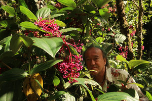 Patrick Blanc observing the Medinilla speciosa infructescence, Mt Kinabalu, Sabah, Borneo, Aug. 2018