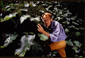 Patrick Blanc observing the monophyllous Streptocarpus (syn. Acanthonema) strigosus, Campo, Cameroon, Aug. 1991