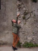 Patrick Blanc observing the naturalized Erigeron karvinskianus, Como Lake, Italy, May 2016
