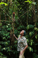 Patrick Blanc observing the old erect decaying inflorescence of Tapeinochilos cf. salomonensis, Tenaru Falls, Guadalcanal, Solomon Islands, Sept. 2019