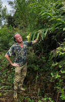 Patrick Blanc observing the pendant inflorescence of Riedelia lanata at forest edge, Anggi Lakes, 2000 m asl, Arfak Mts, West Papua, May 2025