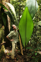 Patrick Blanc observing the perfect funnel leaf arrangementl of Johannesteijsmannia altifrons, Endau Rompin NP, Malaysia, April 2017