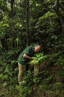 Patrick Blanc observing the perfect leaf distribution of Rubus reflexus, Tanglang Shan, Shenzhen, China, July 2017