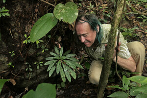 Patrick Blanc observing the perfect leaf shade avoidance in the rosette of Codonoboea craspedodroma leaves, Endau Rompin NP, Malaysia, April 2017