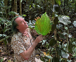Patrick Blanc observing the perfectly symmetric large leaf the main monopodial stem of Piper decumanum, Manokwari, West Papua, May 2025