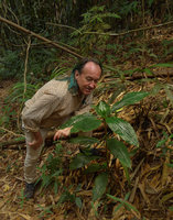 Patrick Blanc observing the plicate leaves of Amischotolype marginata, Khao Sok NP, Thailand, Dec 2015