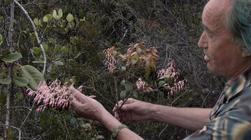 Patrick Blanc observing the porcelaine pink long hanging bell flowers of Vaccinium paradisearum, Anggi Lakes, Arfak Mts, West Papua, May 2025