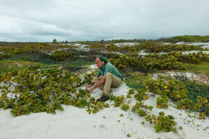 Patrick Blanc observing the prostrate shrub Scaevola plumieri stabilizing sand dunes, Tortuga Bay, Santa Cruz, Galapagos, Aug. 2021
