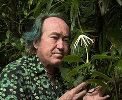Patrick Blanc observing the pure white flower of the epiphytic Hillia parasitica, Bains Jaunes, Besse Terre, Guadeloupe, Feb. 2026
