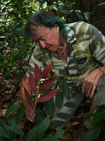 Patrick Blanc observing the purple abaxial leaf surface of Zingiber vinosum, Danum Valley, Sabah, Borneo, July 2022