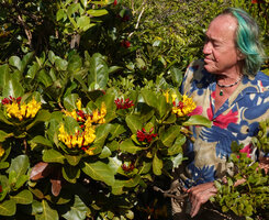 Patrick Blanc observing the red calyx and bright yellow corolla of Deplanchea speciosa, Cap N&#039;Dua, New Caledonia, Aug. 2023