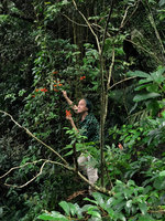 Patrick Blanc observing the red capsular fruits of Sterculia lanceolata, Victoria Peak, Hong Kong, Aug. 2018