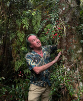 Patrick Blanc observing the red flowers of Aeschynanthus leptocladus, surrounded by the hanging stems of the climbing Lycopodium volubile, Anggi Lakes, 2000 m asl, Arfak Mts, West Papua, May 2025