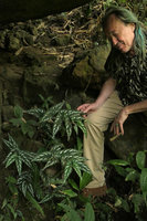 Patrick Blanc observing the refringent silver spotted leaves of the erect Begonia mariachristinae, overshaded by a big boulder, Putao, Kachin, Myanmar, Dec. 2017 new species of