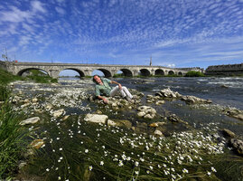 Patrick Blanc observing the rheophytic Ranunculus fluitans in the Loire river, Blois, France, May 2022