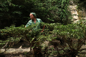 Patrick Blanc observing the rheophytic shrub Myrmeconauclea strigosa, Gunung Mulu NP, Sarawak, Borneo, Sept. 2018