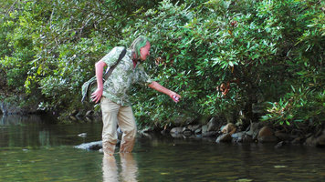 Patrick Blanc observing the rheophytic Tabebuia moaensis, Alejandro de Humboldt NP, Cuba, Feb. 2017