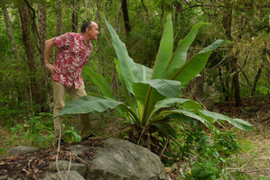 Patrick Blanc observing the rock dwelling Ensete superbum, Suan Hin Maharat, Phrae, Thailand, June 2016