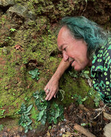 Patrick Blanc observing the rosetted maculate fronds of Tectaria hilocarpa appressed to a mossy vertical bank, Mt Makiling, Luzon, Philippines, Jan. 2025