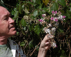 Patrick Blanc observing the Rubus steudneri inflorescence, the flowers opening bright pink then progressively turning white, Bale NP, Ethiopia, Jan. 2019