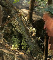 Patrick Blanc observing the saxicolous Peperomia blanda, Victoria Falls, Zambia, Sept. 2017