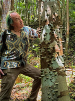 Patrick Blanc observing the sharply pointed thorns of Zanthoxylum martinicense, Les Grands Fonds, Grande Terre, Guadeloupe 